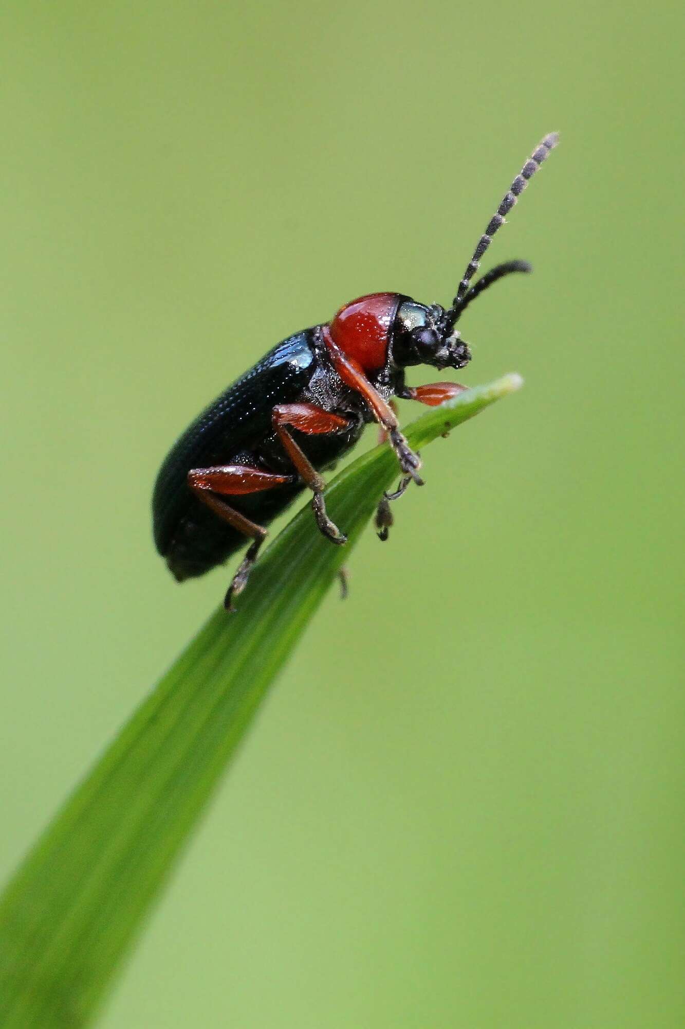 Image of Cereal leaf beetle