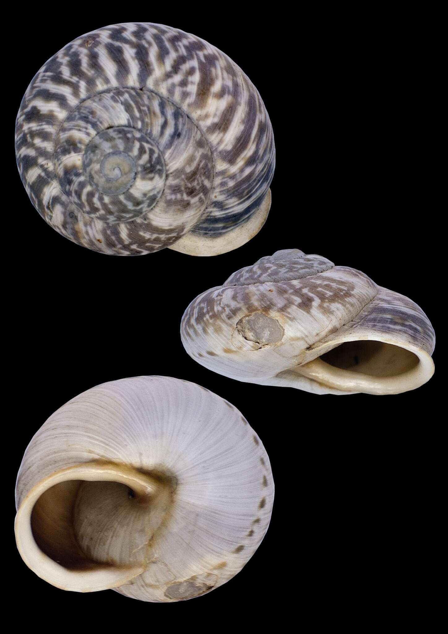 Image of Marmorana muralis (O. F. Müller 1774)