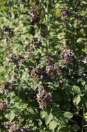 Image of oregano