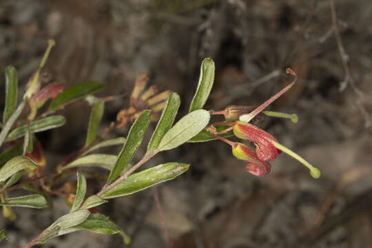 Image of Grevillea banyabba P. M. Olde & N. R. Marriott