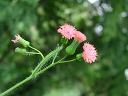 Image of Florida tasselflower