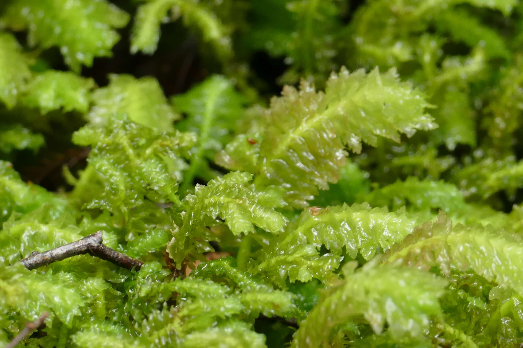 Image of Schistochila appendiculata (Hook.) Dumort. ex Trevis.