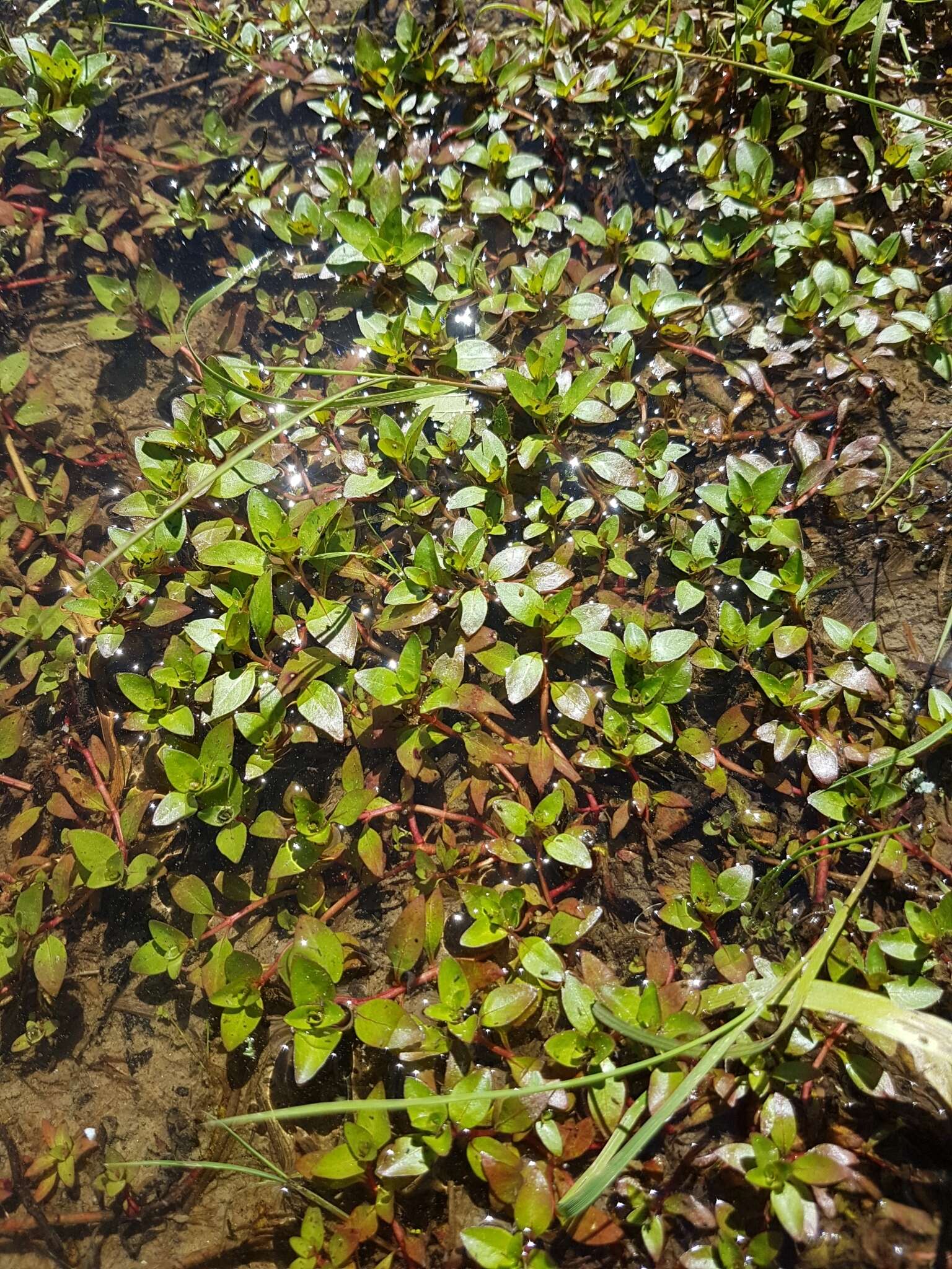 Image de Ludwigie des Marais