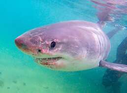 Büyük beyaz köpek balığı resmi