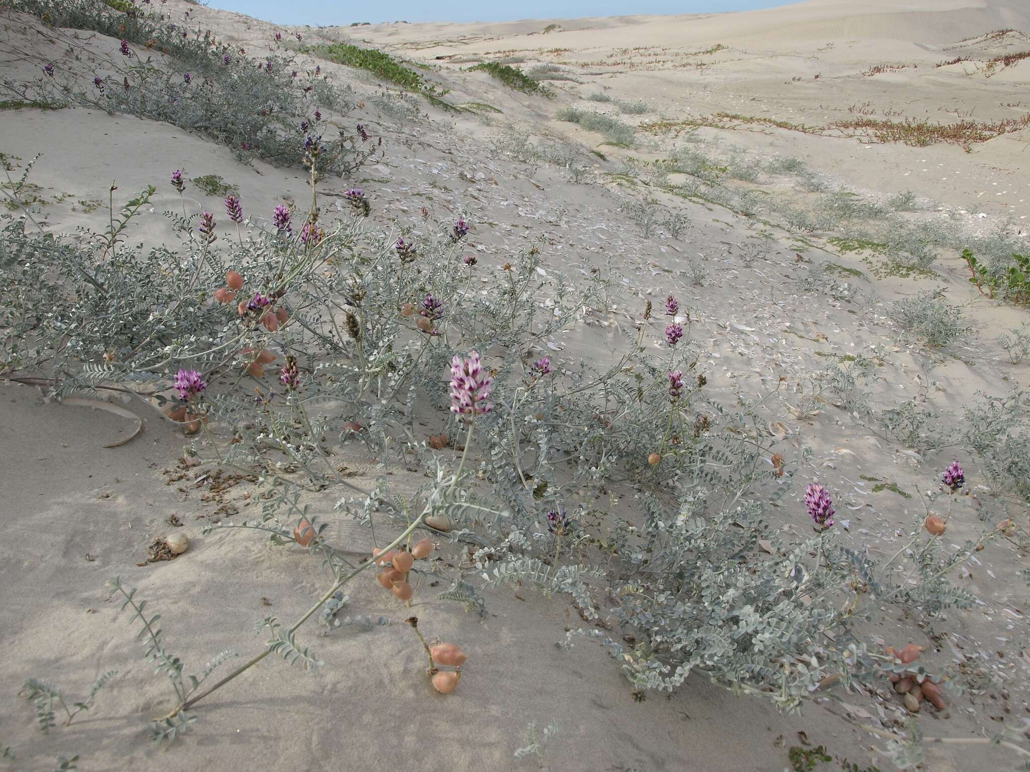 Image of <i>Astragalus <i>magdalenae</i></i> var. magdalenae