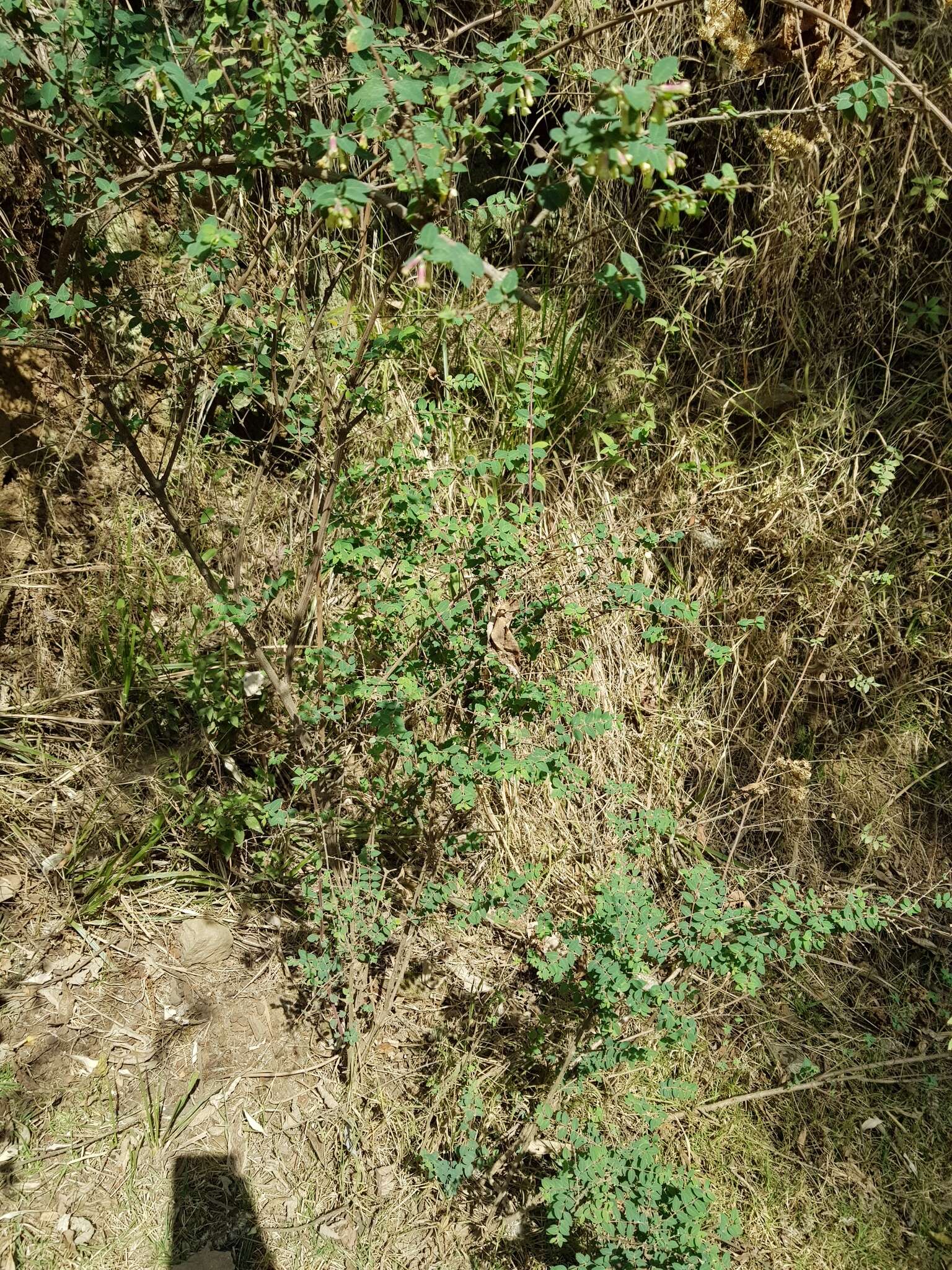 Image of pink snowberry