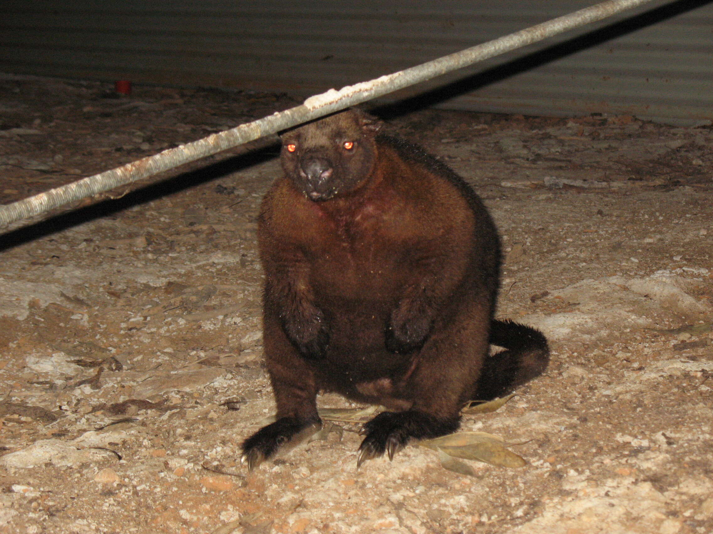 Image of Bennett's Tree Kangaroo