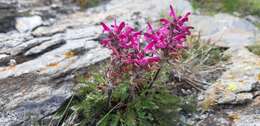 Image of pink lousewort