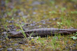 Image de Elgaria multicarinata scincicauda (Skilton 1849)