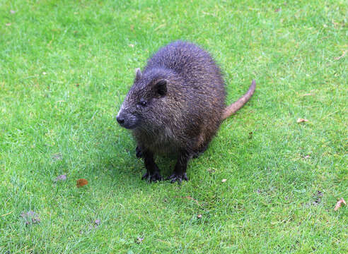 Image of Hutia