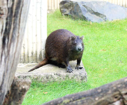 Image of Hutia