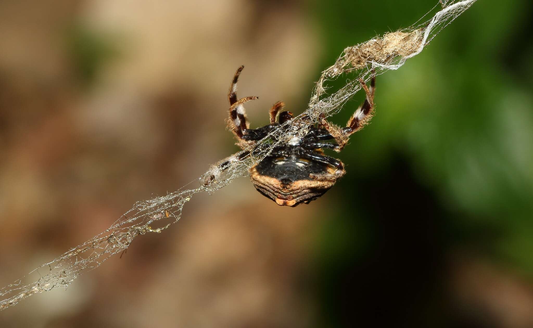 Image of common bark spider