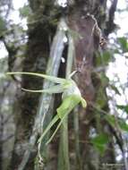 Image of Aeranthes peyrotii Bosser