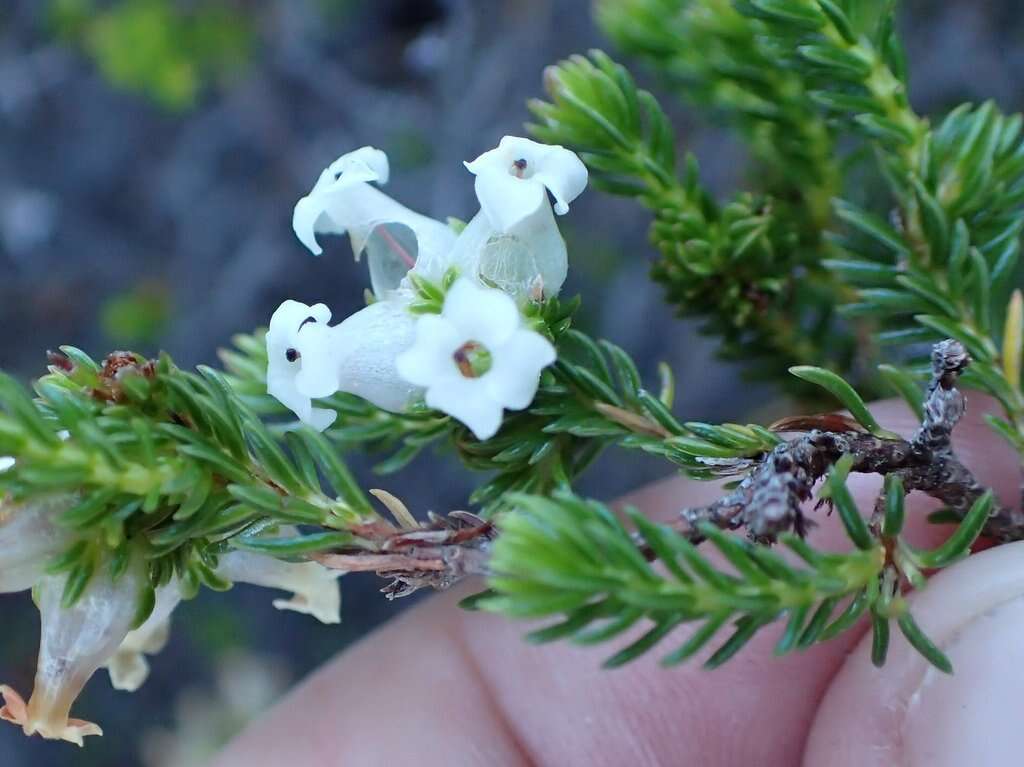 Image of Erica denticulata L.