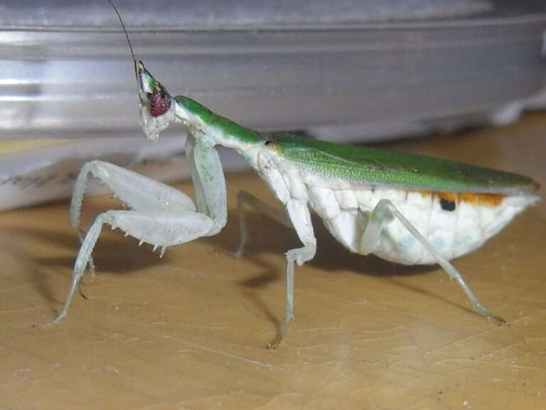 Image of Gambian Spotted-eye Flower Mantis