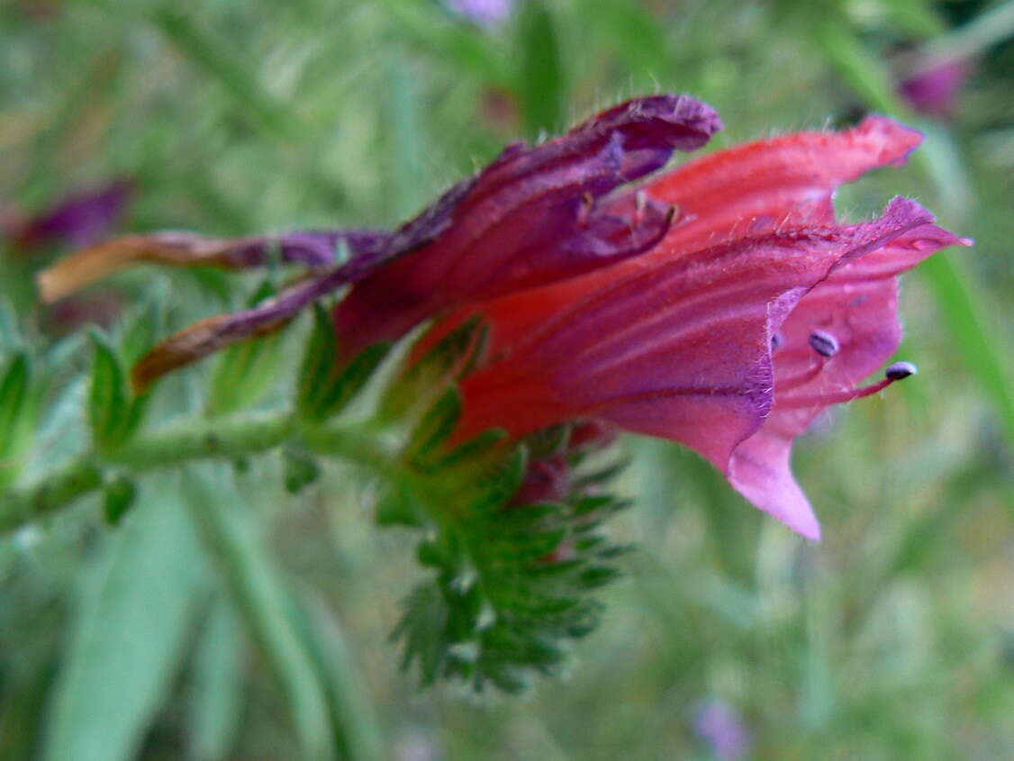 Image of Cretan viper's bugloss