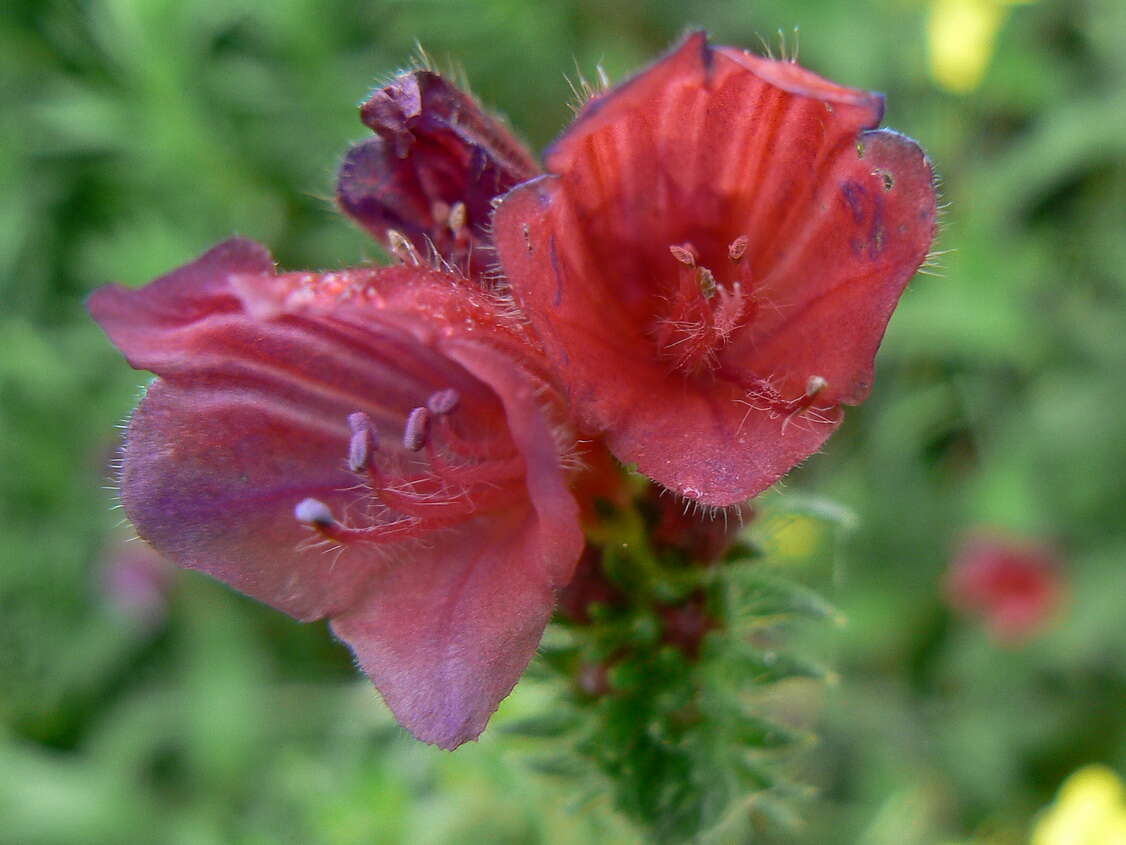 Image of Cretan viper's bugloss