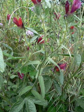 Image of Cretan viper's bugloss