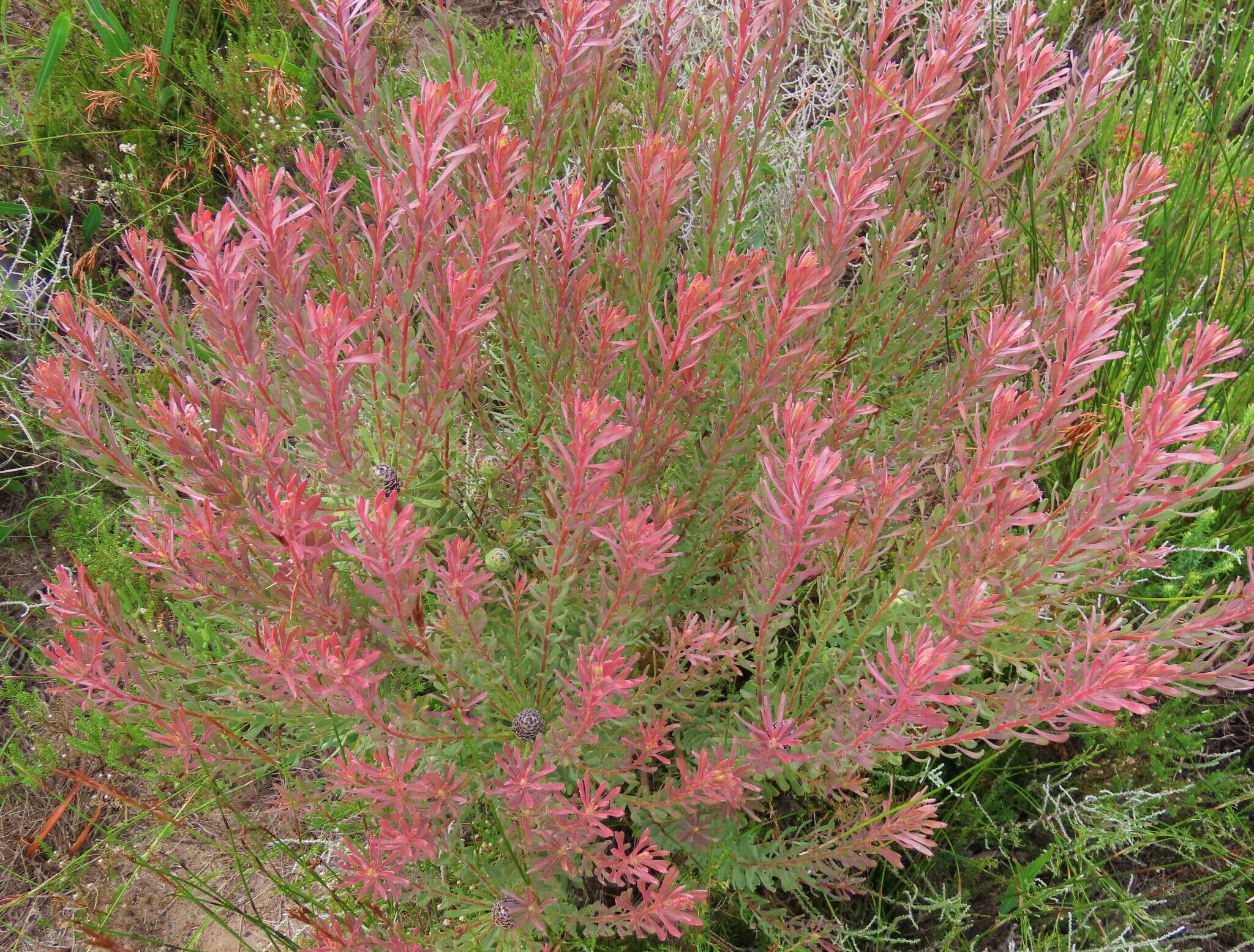 Image of Leucadendron cinereum (Sol. ex Aiton) R. Br.