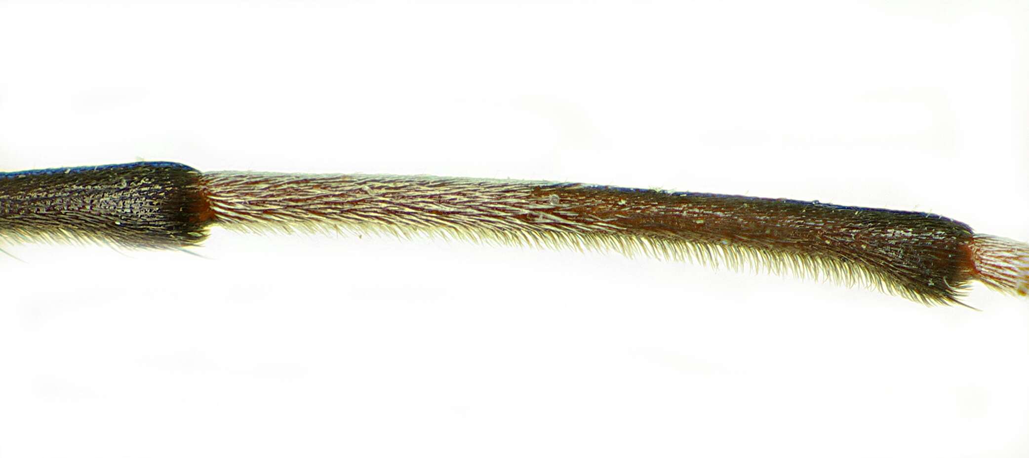 Image of Acanthocinus griseus (Fabricius 1793)