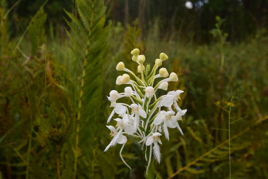 Image de Platanthera blephariglottis var. conspicua (Nash) Luer