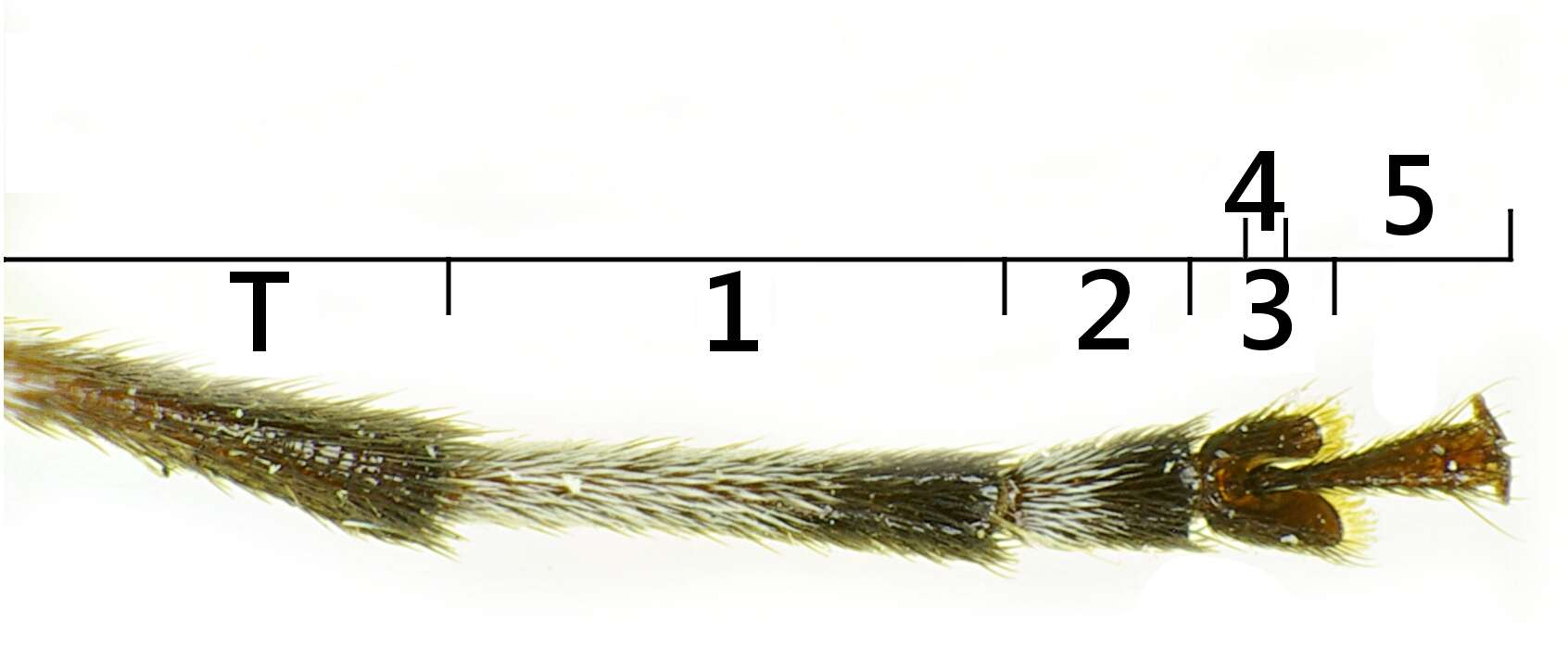 Image of Acanthocinus griseus (Fabricius 1793)