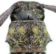 Image of Acanthocinus griseus (Fabricius 1793)