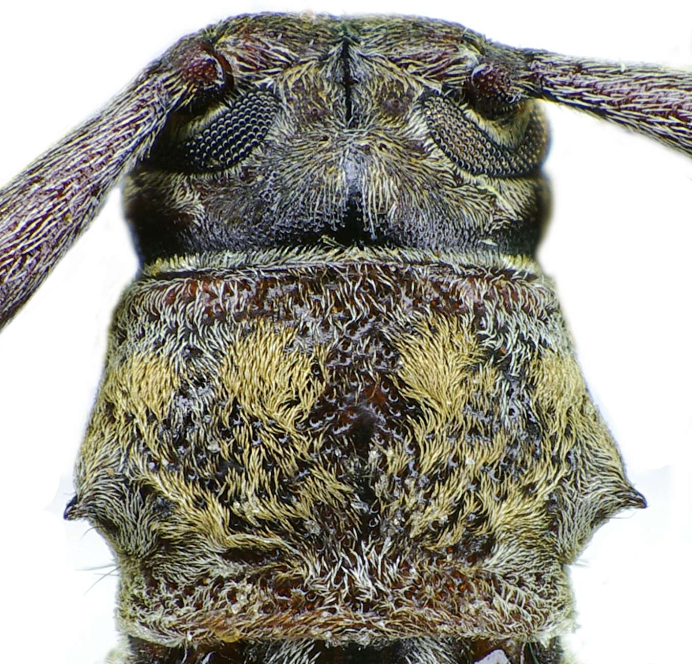 Image of Acanthocinus griseus (Fabricius 1793)