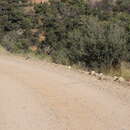 Image of Sonoran Whipsnake