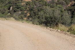 Image of Sonoran Whipsnake