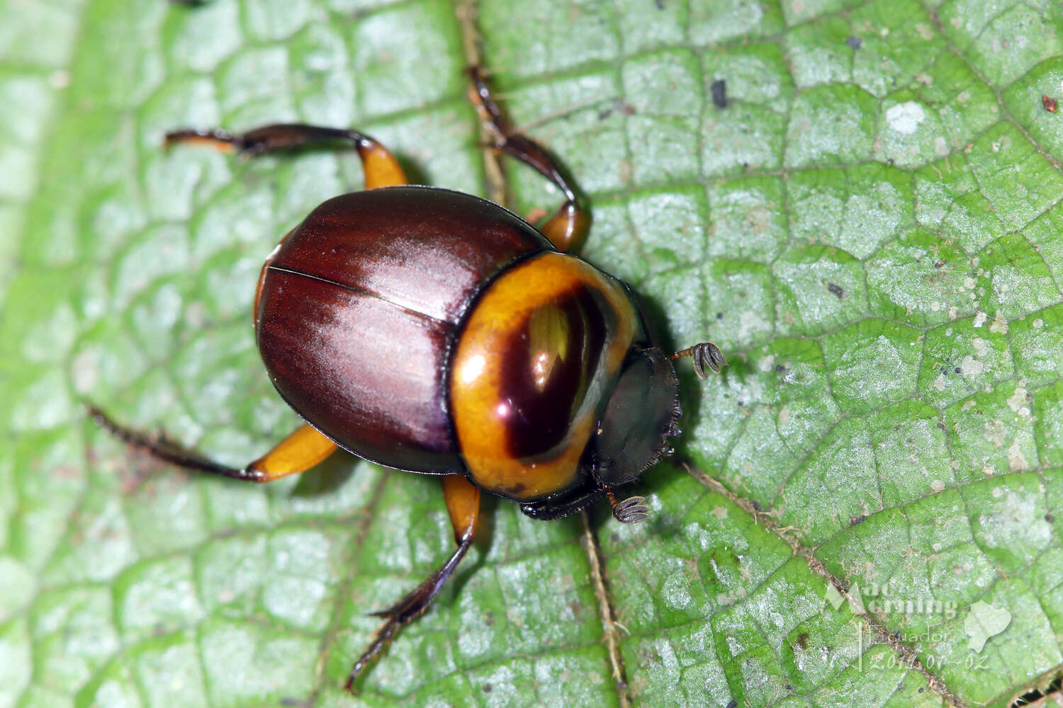 Image of Canthon (Glaphyrocanthon) luteicollis Erichson 1847