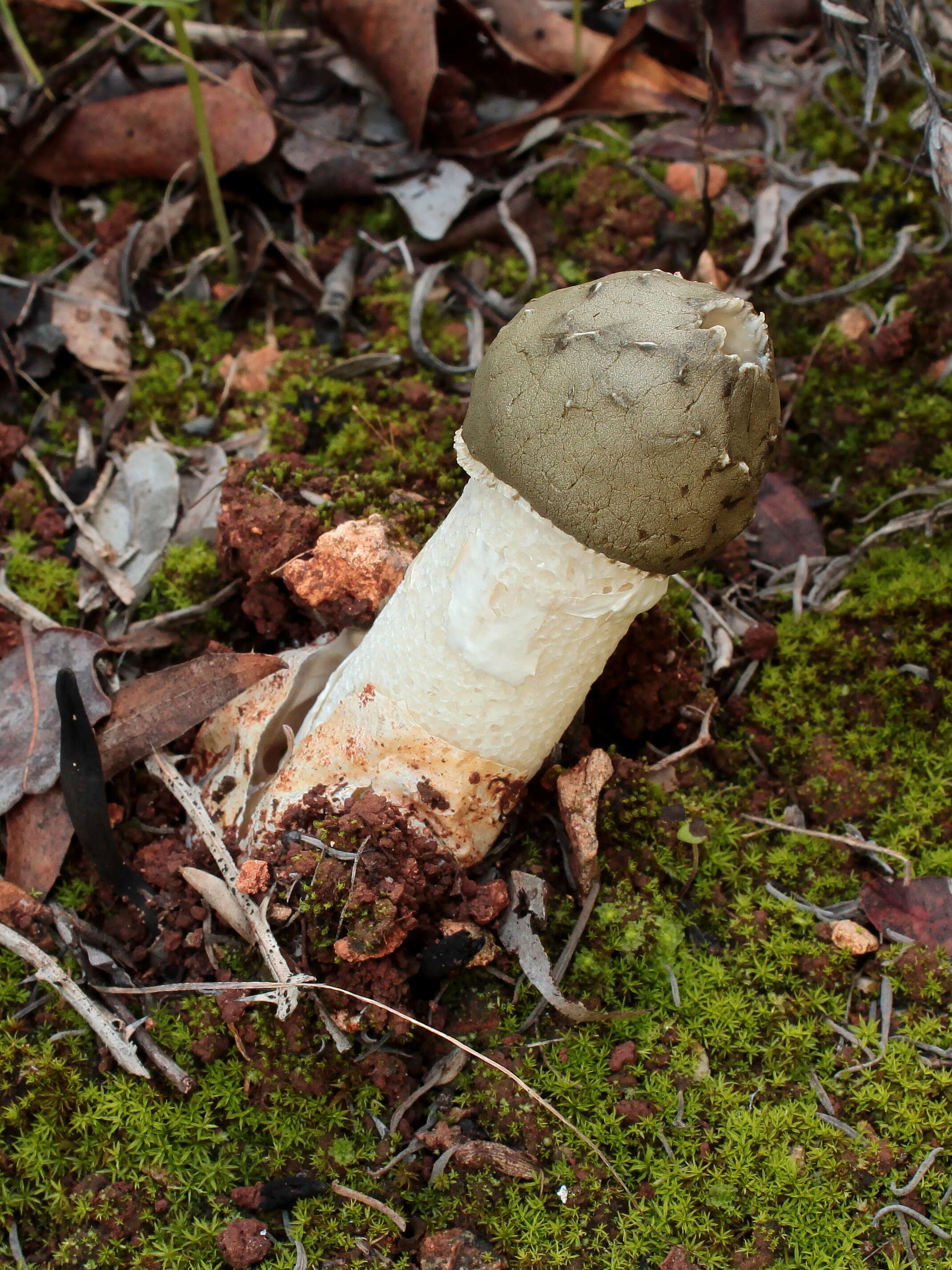 Image of Stinkhorn