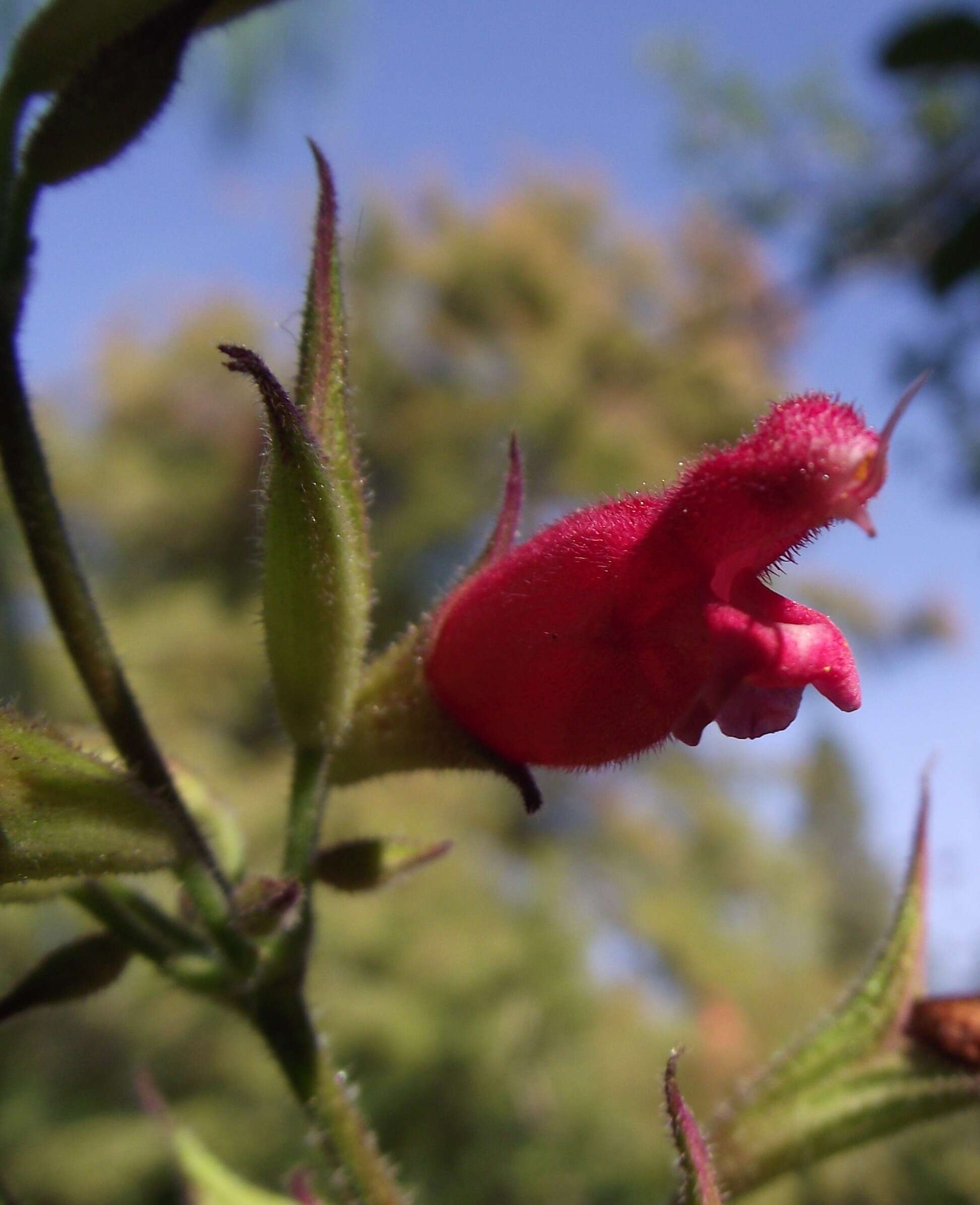 Image of Salvia karwinskii Benth.