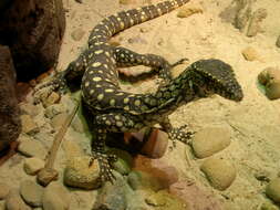 Image of Perentie