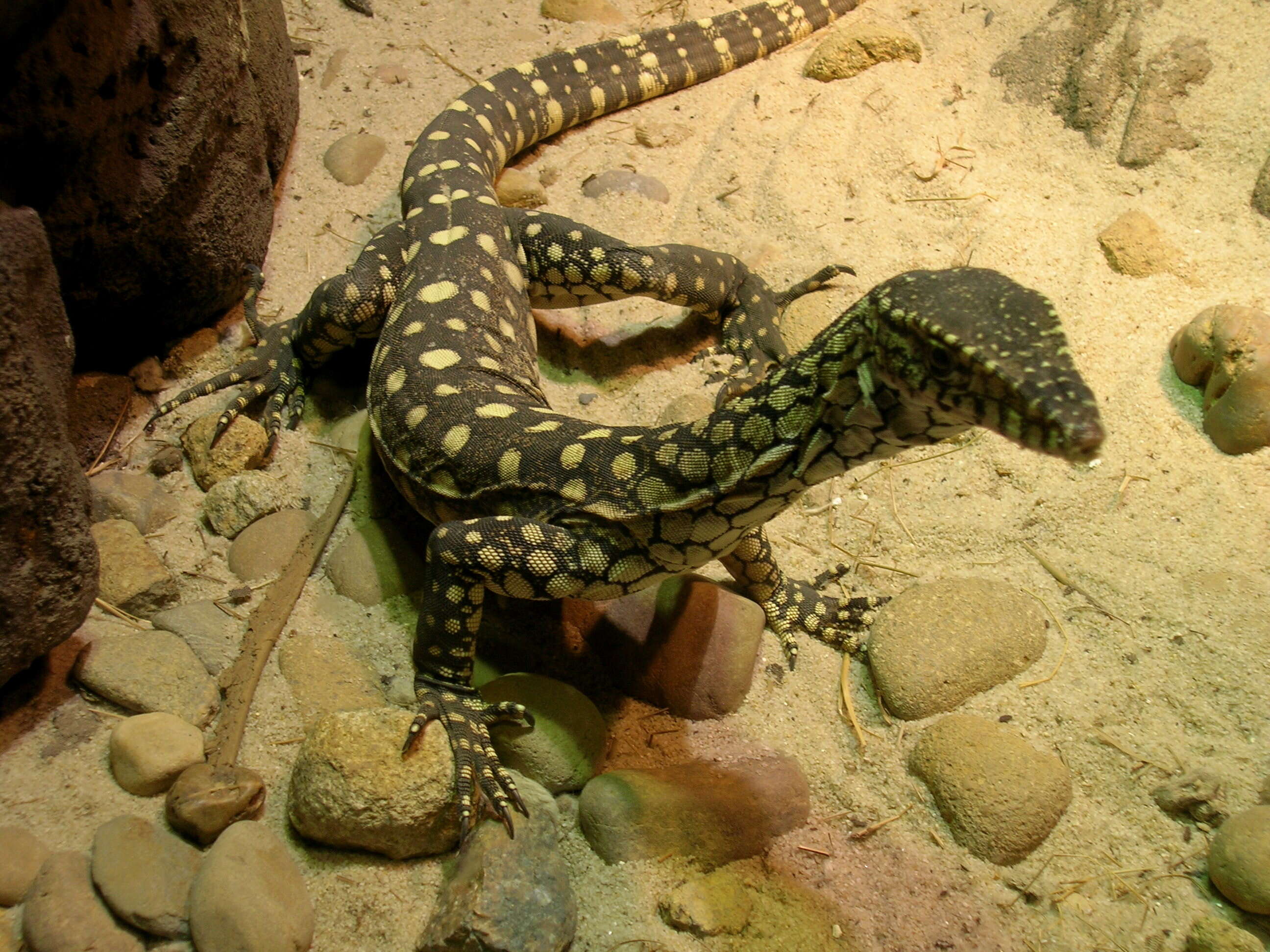 Imagem de Varanus giganteus (Gray 1845)