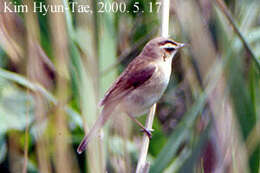 Image of Black-browed Reed Warbler