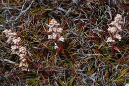 Image of Dracophyllum milliganii Hook.