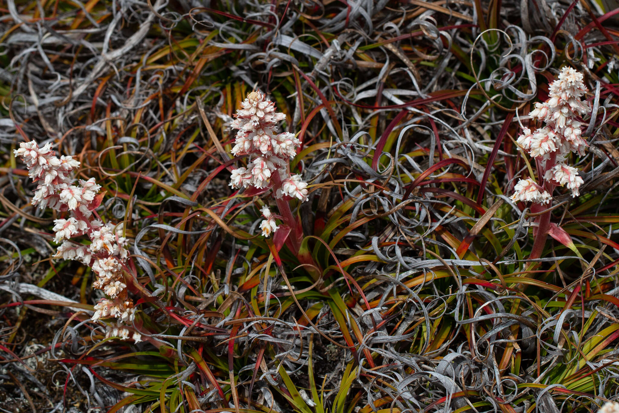 Image of Dracophyllum milliganii Hook.