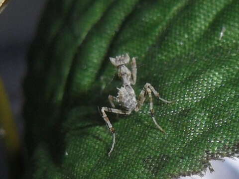 Image of Gambian Spotted-eye Flower Mantis