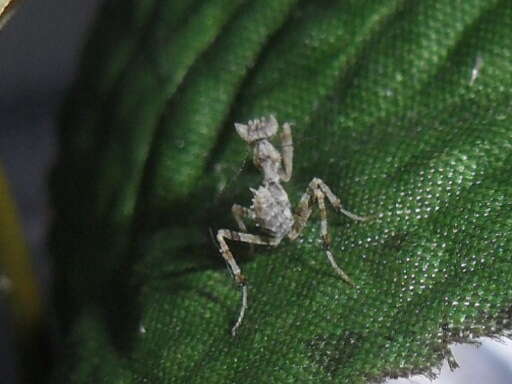 Image of Gambian Spotted-eye Flower Mantis