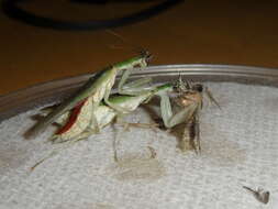 Image of Gambian Spotted-eye Flower Mantis