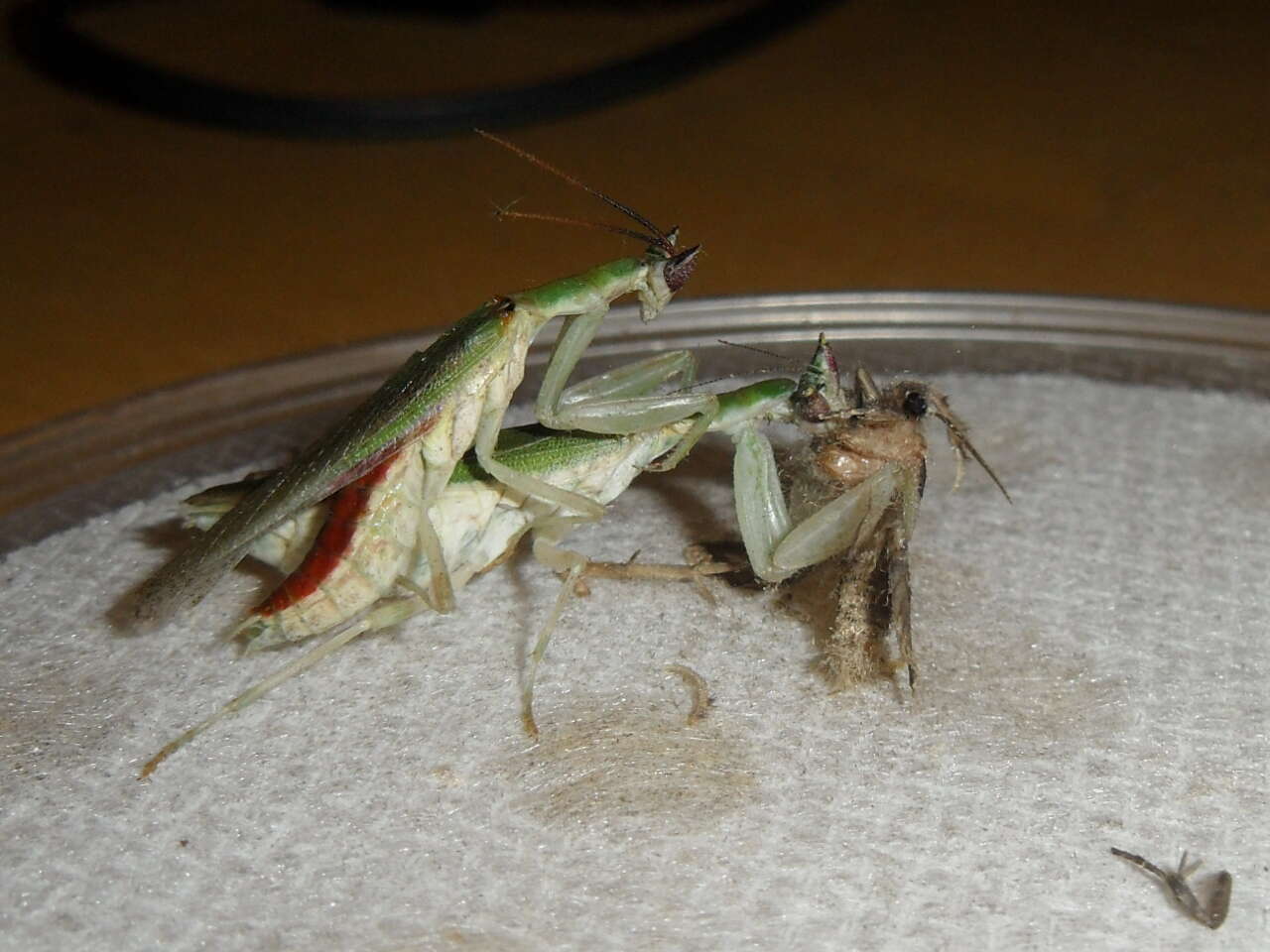 Image of Gambian Spotted-eye Flower Mantis