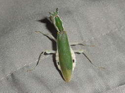 Image of Gambian Spotted-eye Flower Mantis