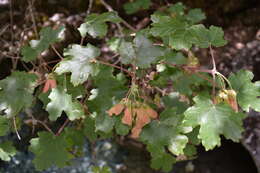 Image of Maple