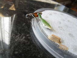 Image of Gambian Spotted-eye Flower Mantis