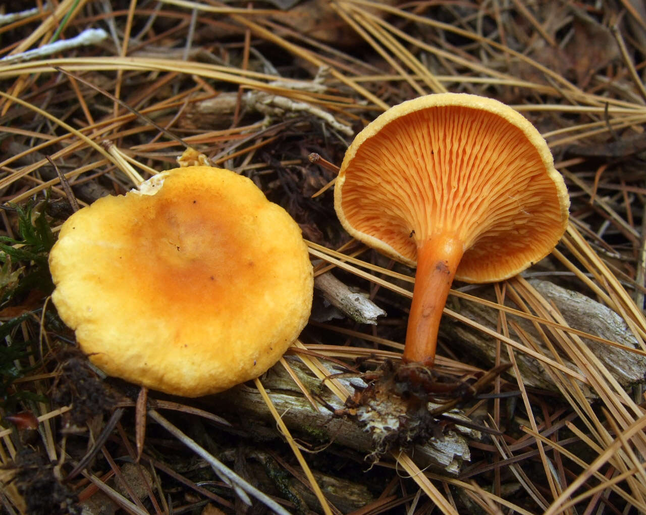 Imagem de Hygrophoropsis aurantiaca (Wulfen) Maire 1921