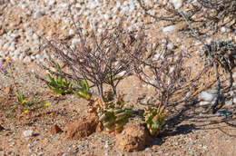 Image of Trachyandra tortilis (Baker) Oberm.