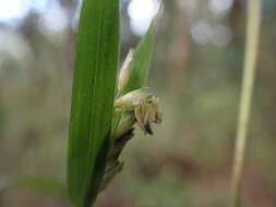 Image of Nastus perrieri A. Camus