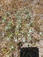 Image de Eryngium aristulatum Jepson