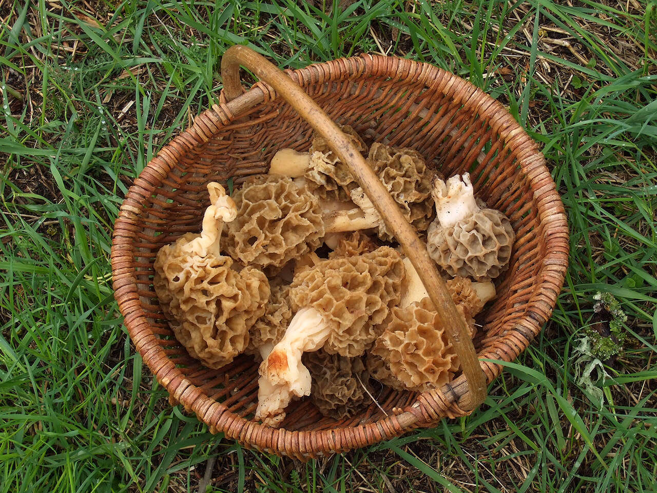 Image of Yellow Morel